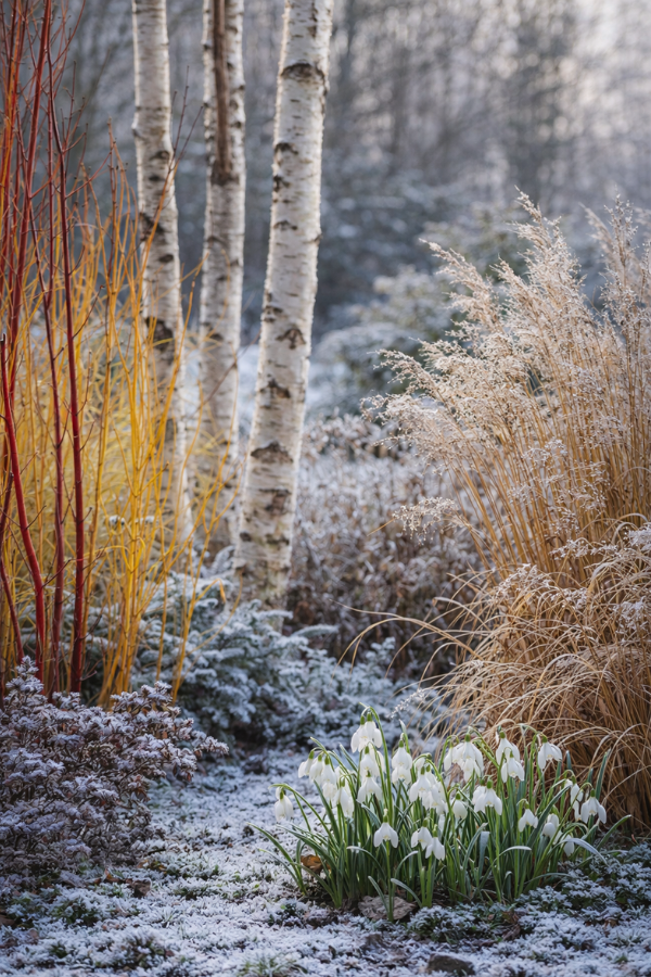 Winter-interest plants in a garden including dogwood stems, birch bark, ornamental grasses, and early snowdrops
